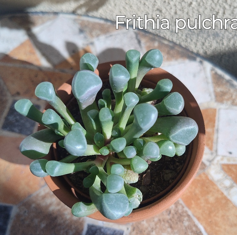 Frithia pulchra.jpg